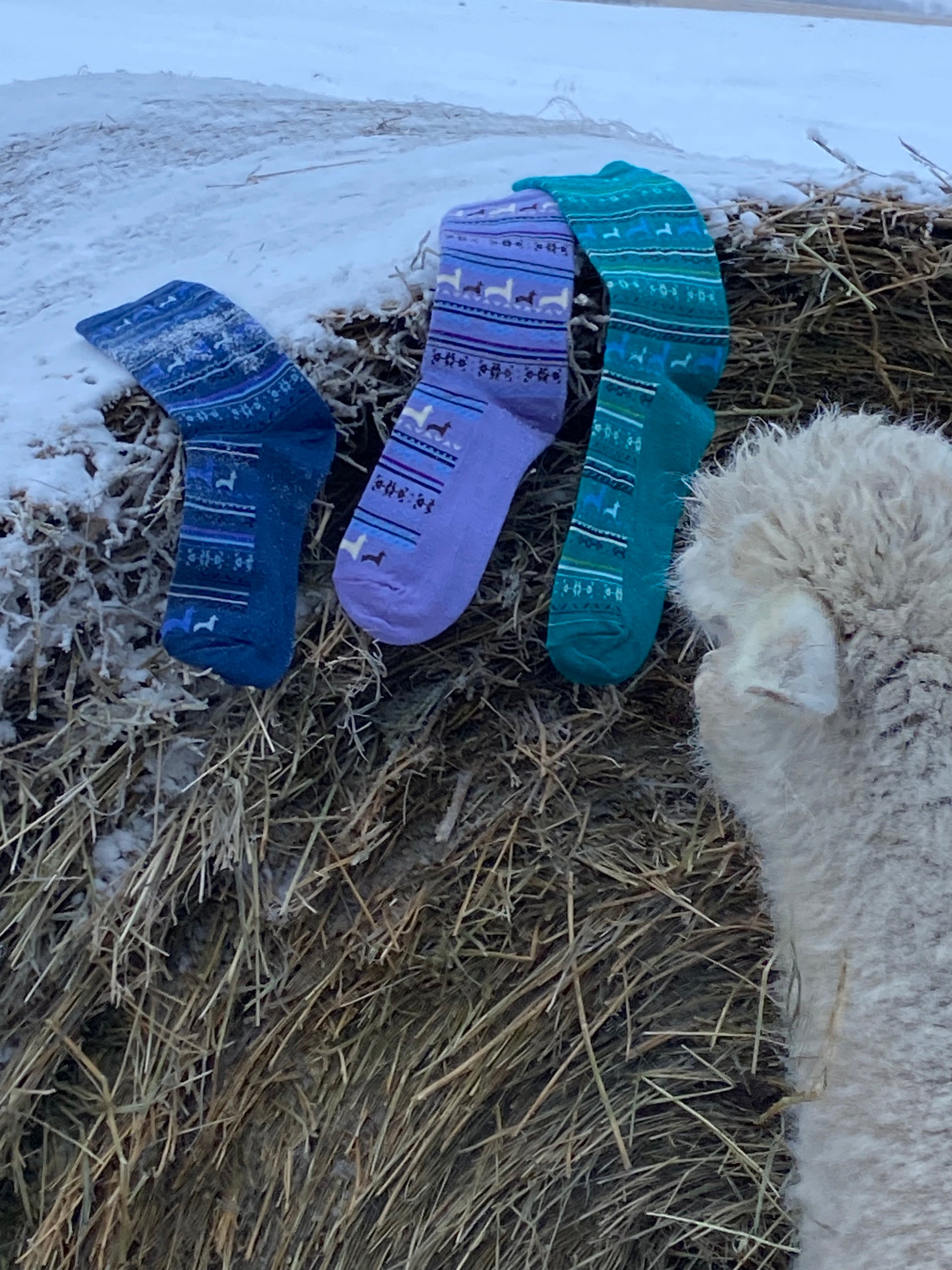 Alpaca Herd Sock