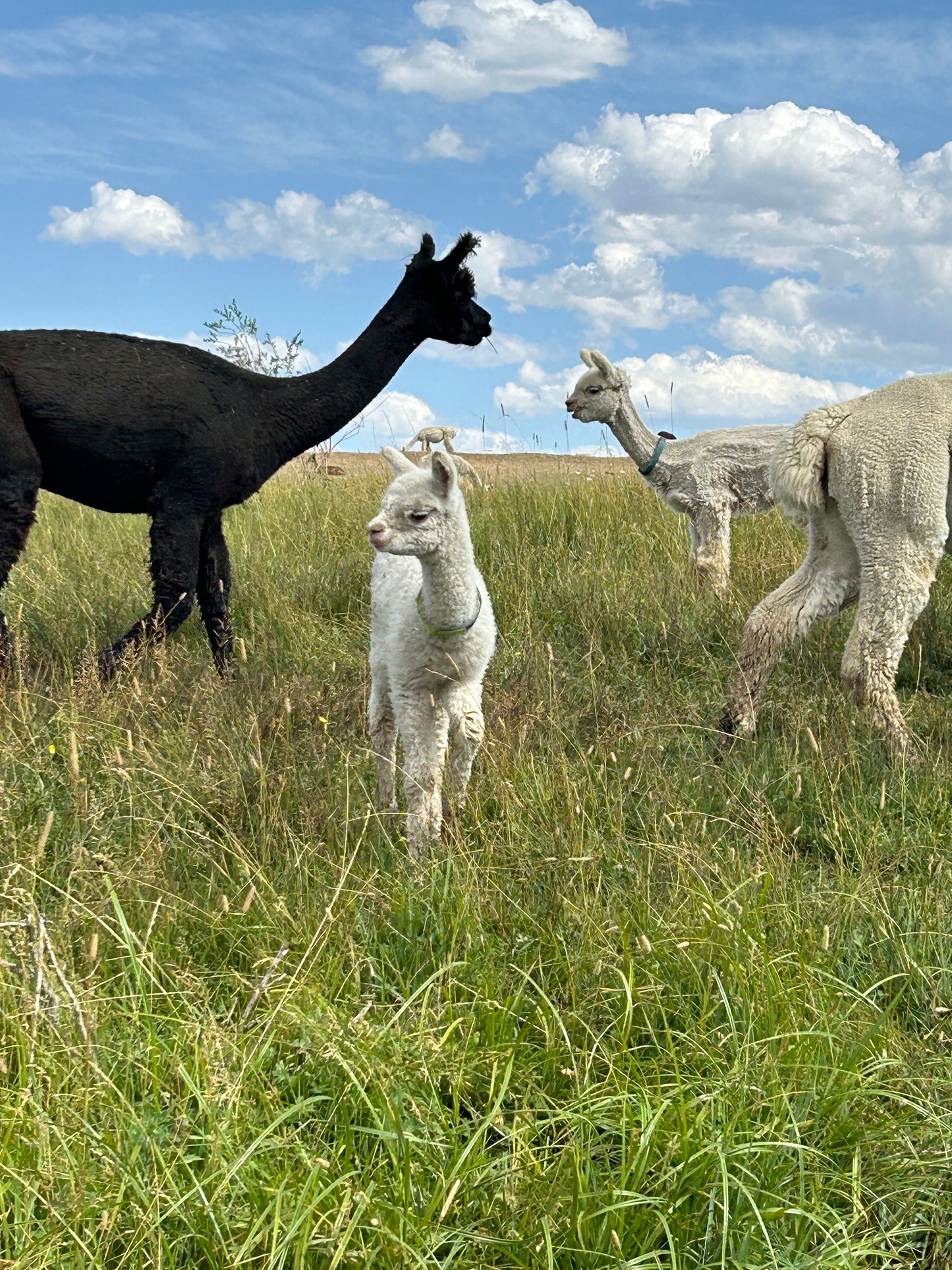 Name the Cria