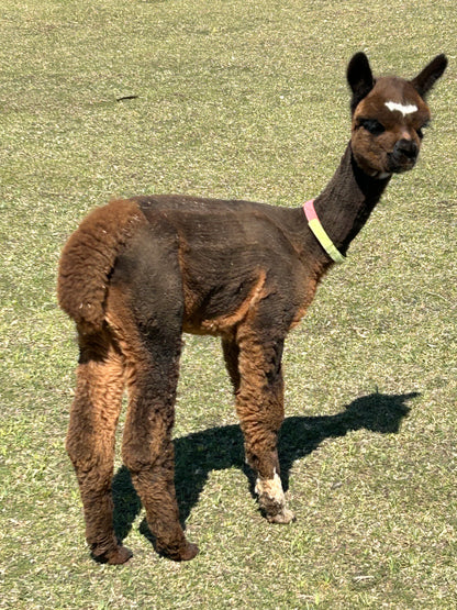 Name the Cria