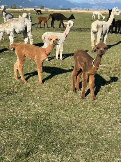 Name the Cria