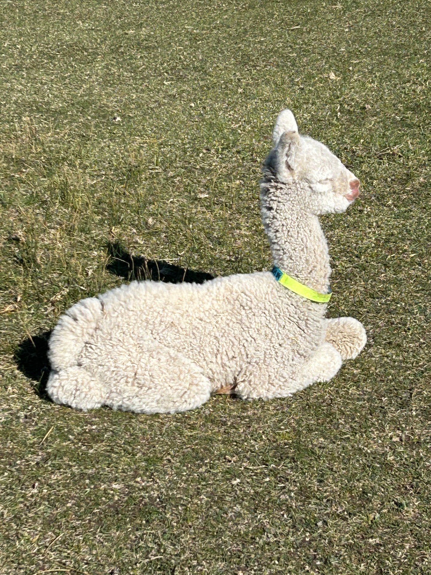 Name the Cria