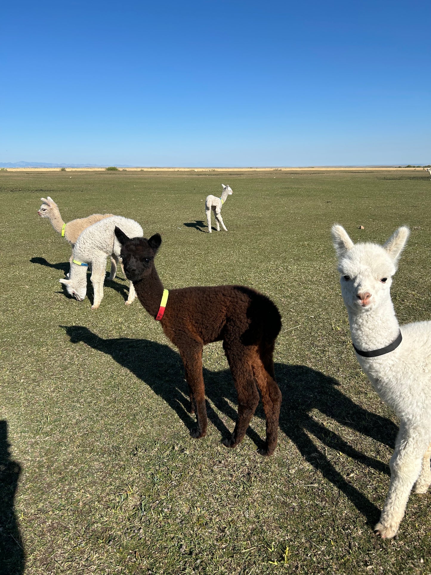 Name the Cria