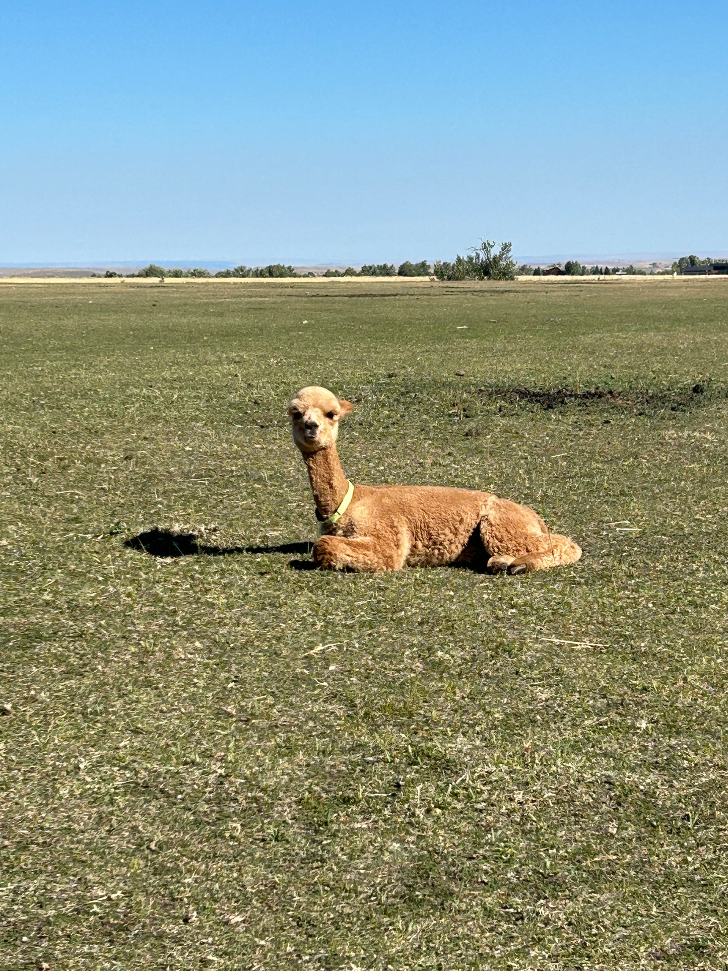 Name the Cria