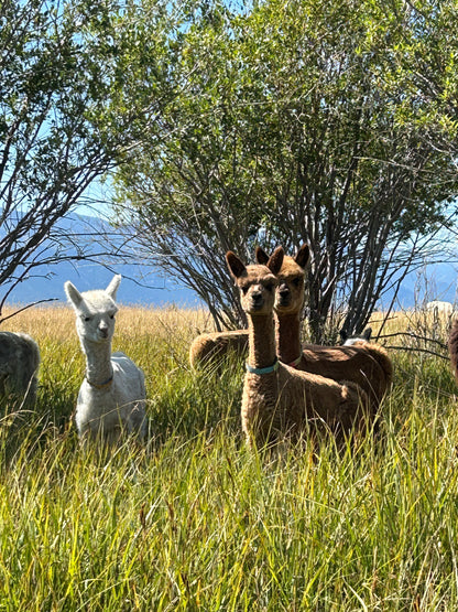 Name the Cria