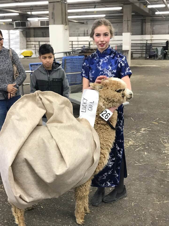 Youth and Alpaca Sponsors for Show Season