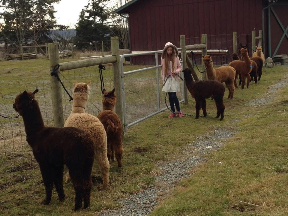 Youth and Alpaca Sponsors for Show Season