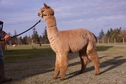 Youth and Alpaca Sponsors for Show Season