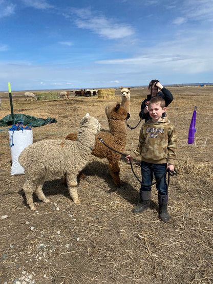 Youth and Alpaca Sponsors for Show Season